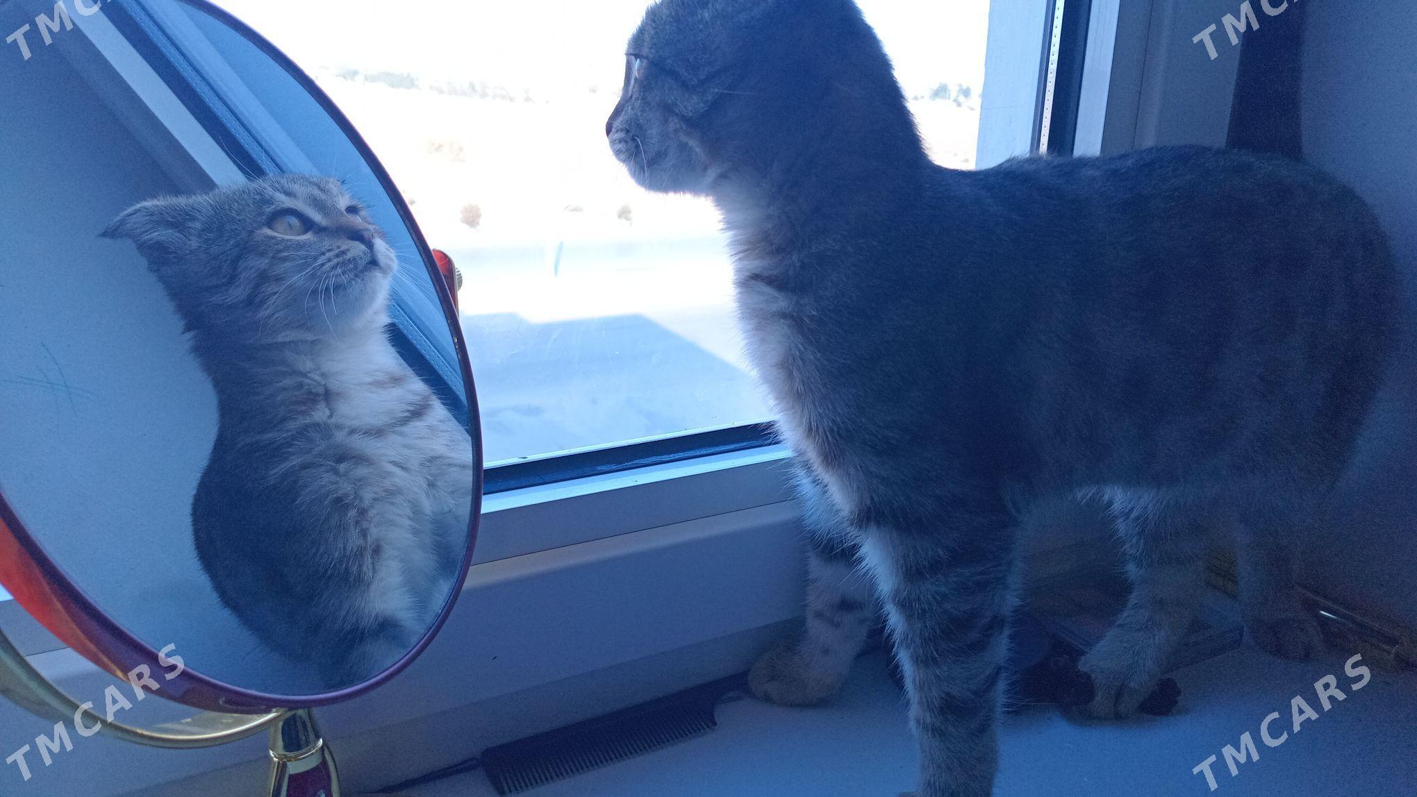 pisik - Анев - img 3