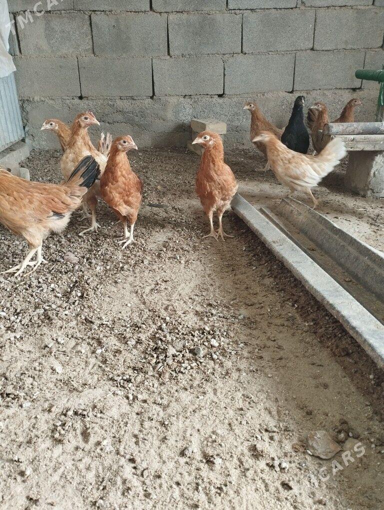 juje - Бузмеин - img 2