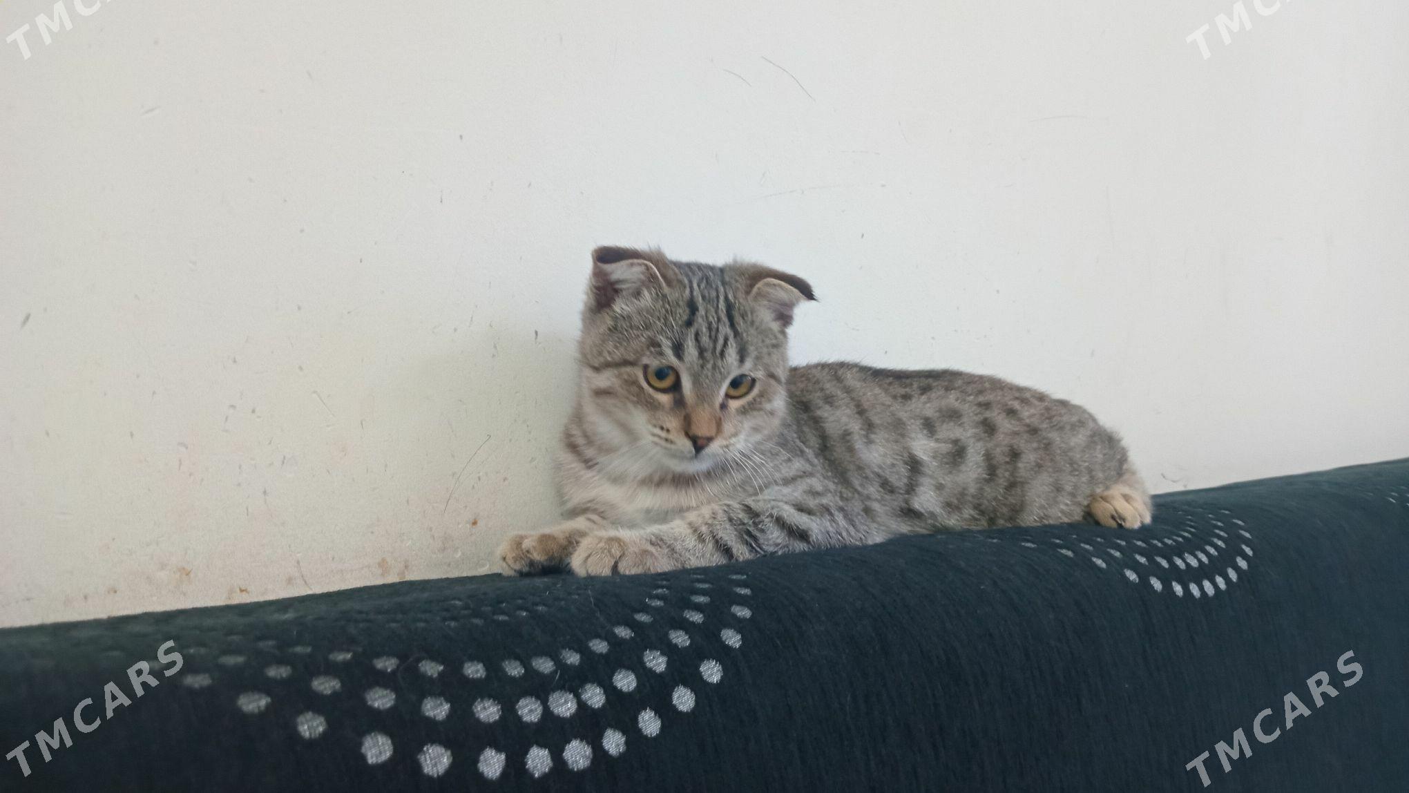 pisik - Анев - img 4