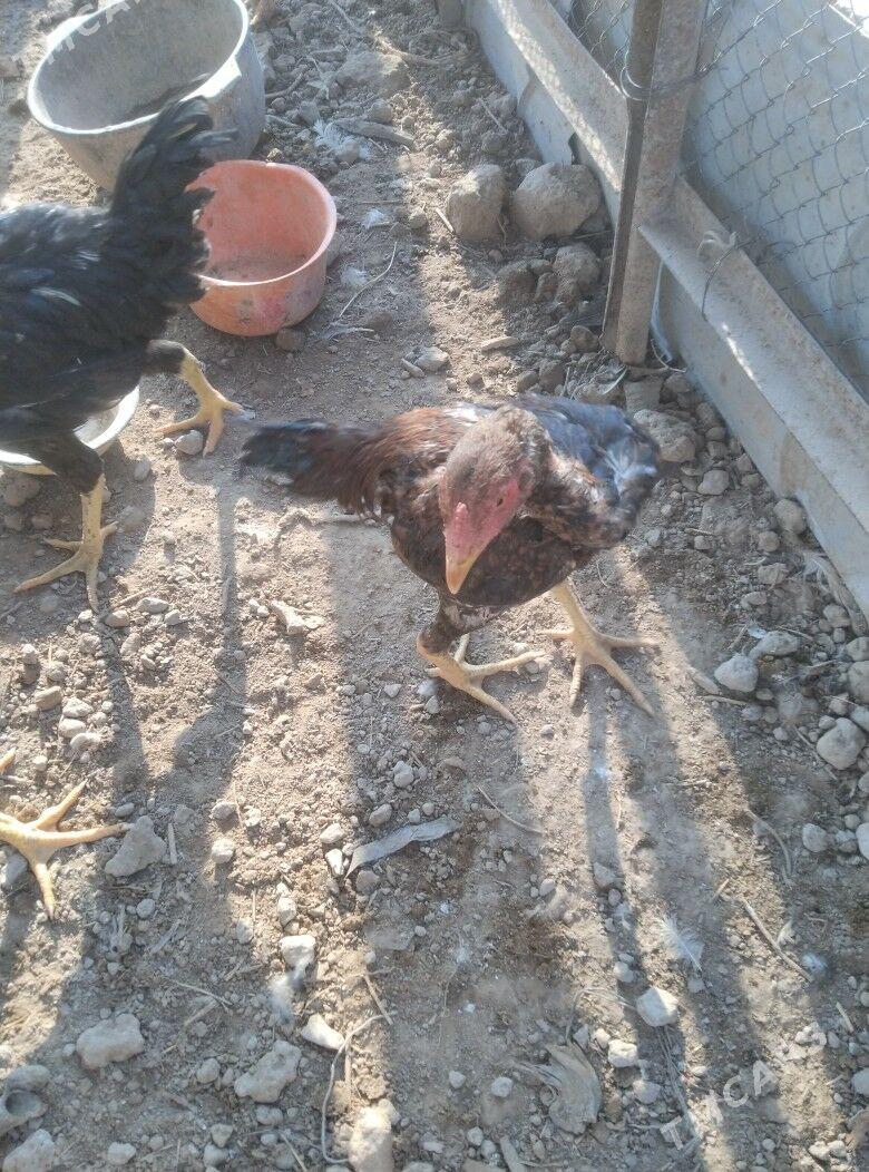 bayysok horaz - Туркменабат - img 1