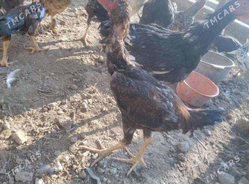 bayysok horaz - Туркменабат - img 2