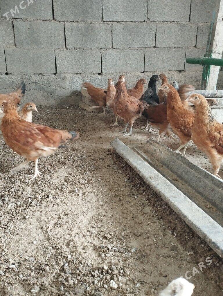 juje - Бузмеин - img 3