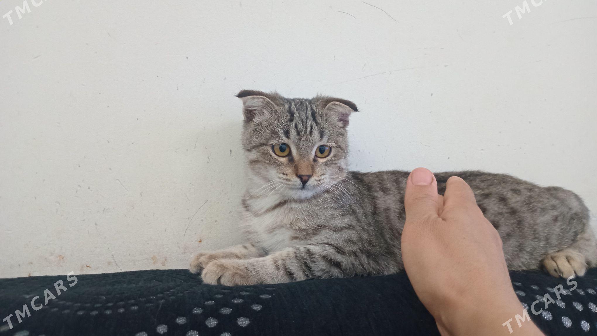 pisik - Анев - img 7