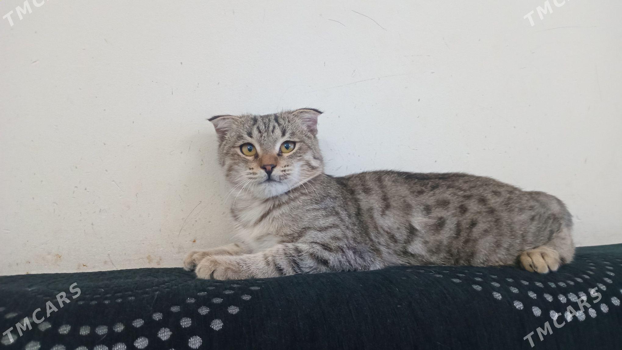 pisik - Анев - img 6