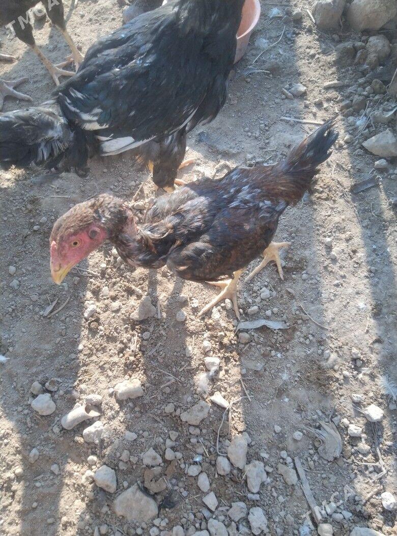 bayysok horaz - Туркменабат - img 3