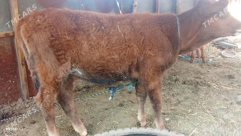 okuz  hem unajyn - Çärjew - img 2