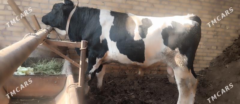 paroda arassa kelek okuz - Чарджоу - img 3