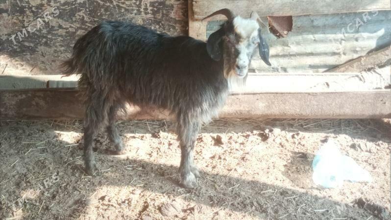 yas geci gysyr - Bereket - img 2