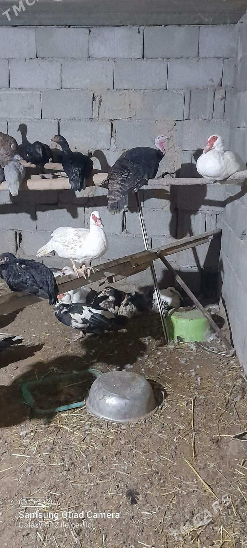 gus indautga ördek - Büzmeýin - img 2