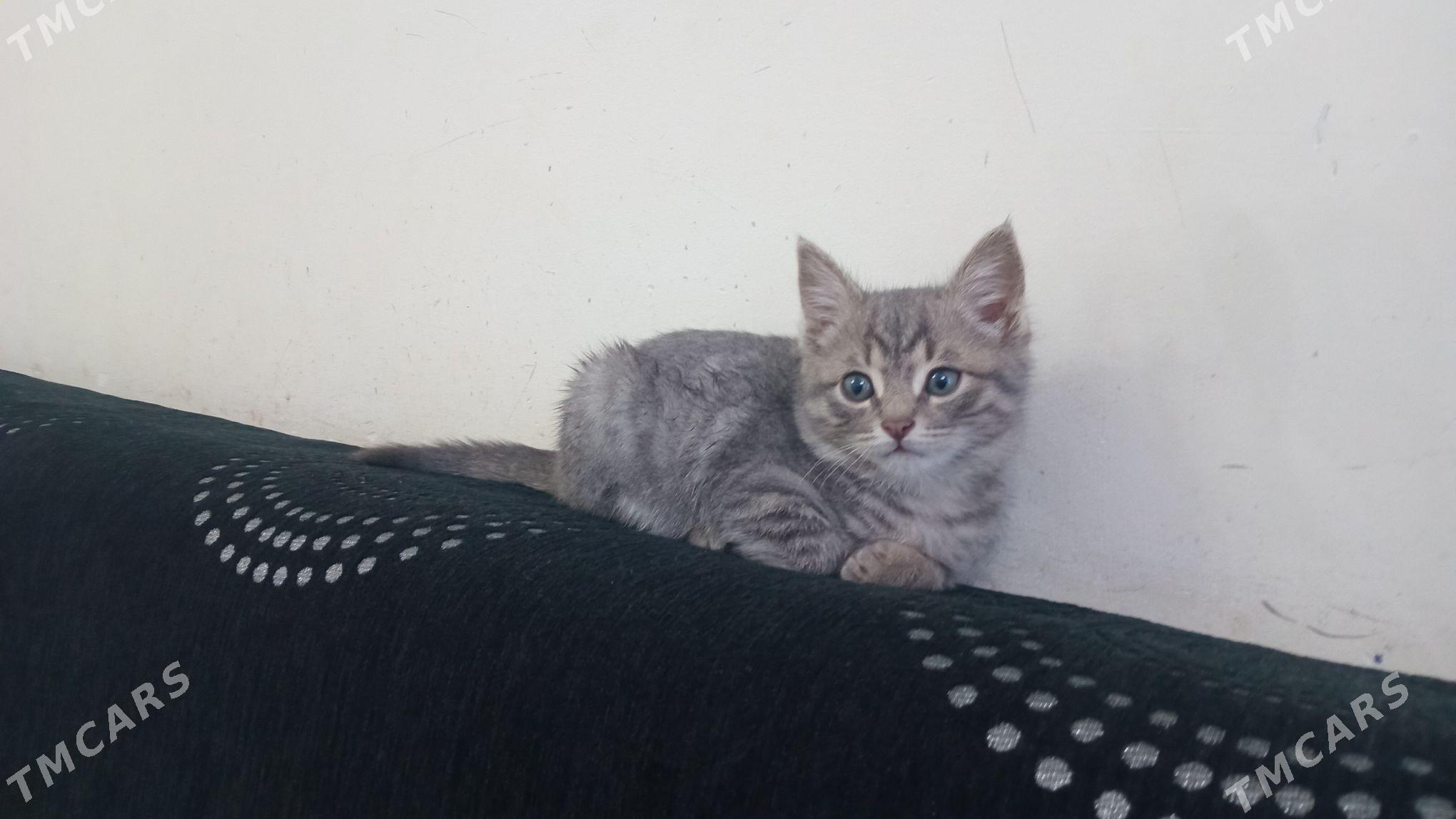 pisik - Анев - img 6