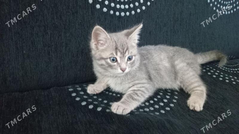 pisik - Анев - img 2