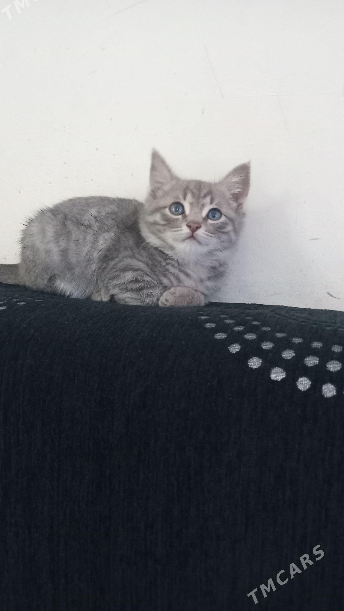 pisik - Анев - img 5