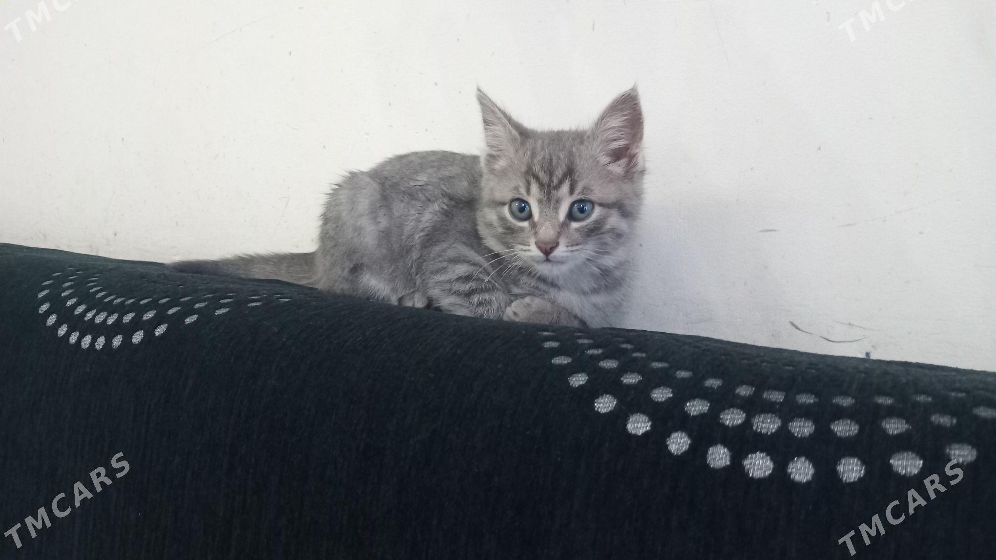 pisik - Анев - img 3