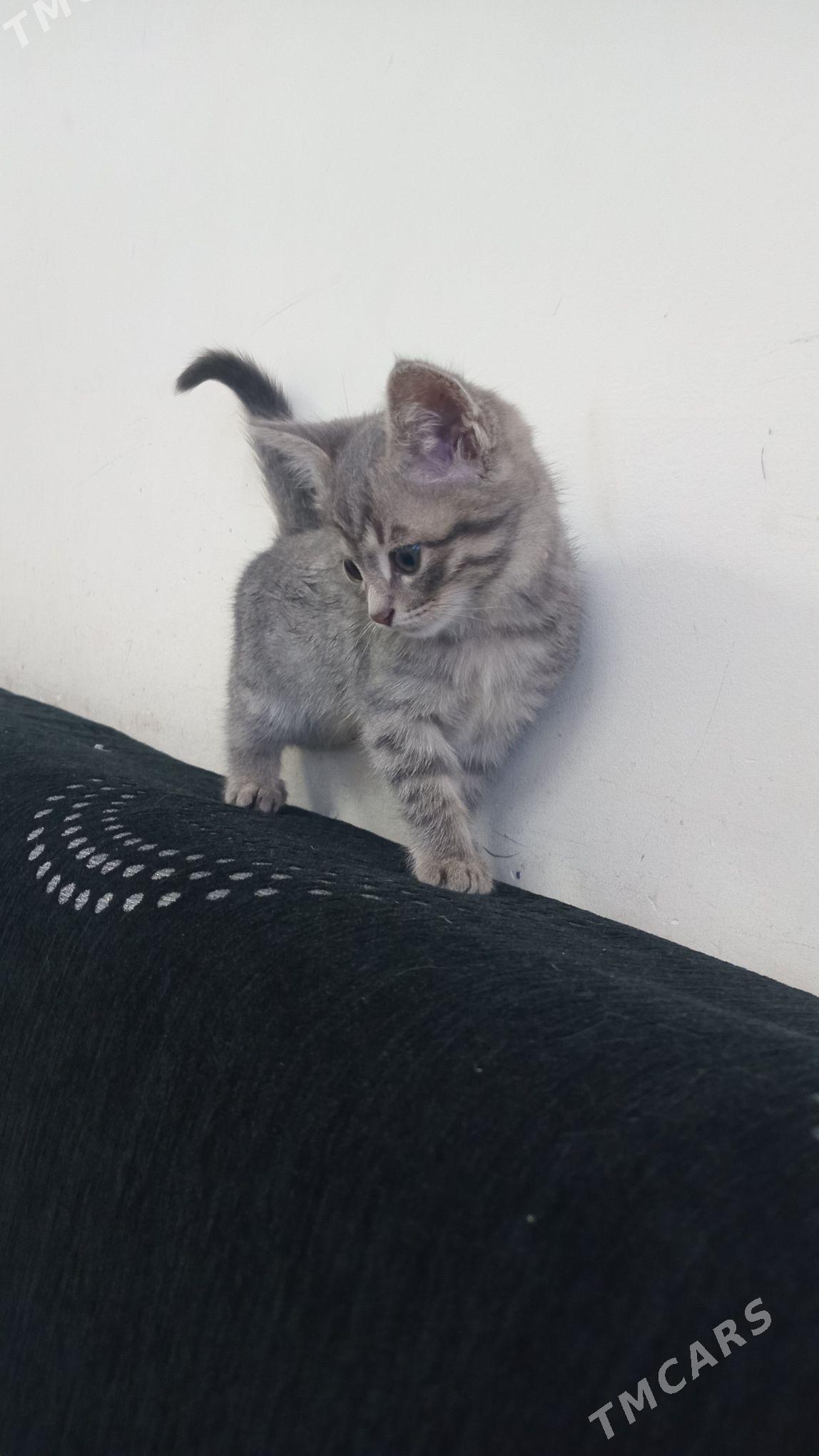 pisik - Анев - img 4