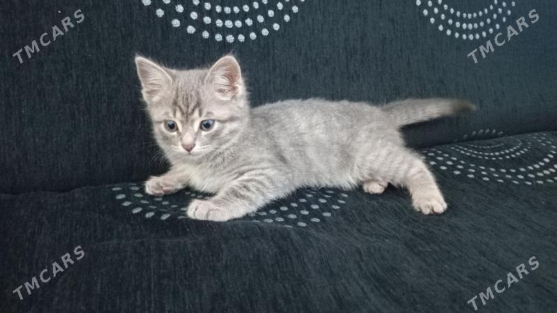 pisik - Анев - img 7