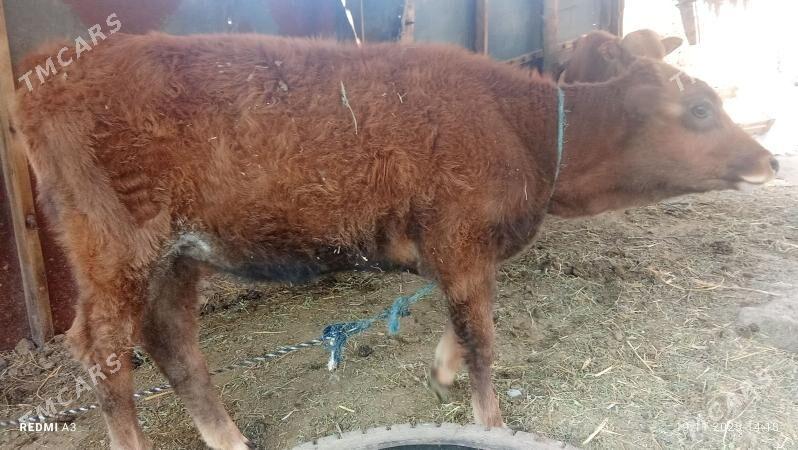 okuz hem unajyn - Çärjew - img 1