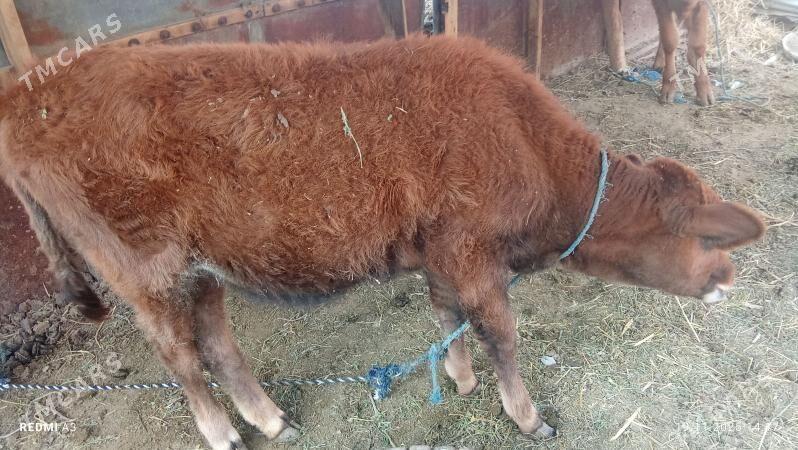 okuz  hem unajyn - Çärjew - img 4