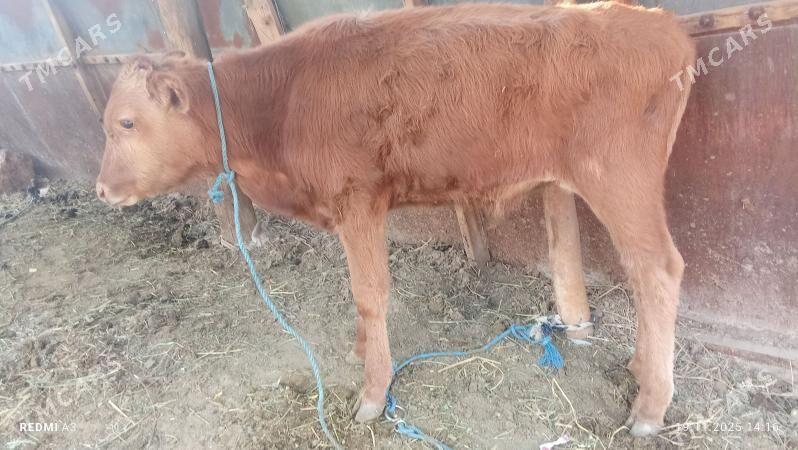 okuz  hem unajyn - Çärjew - img 5