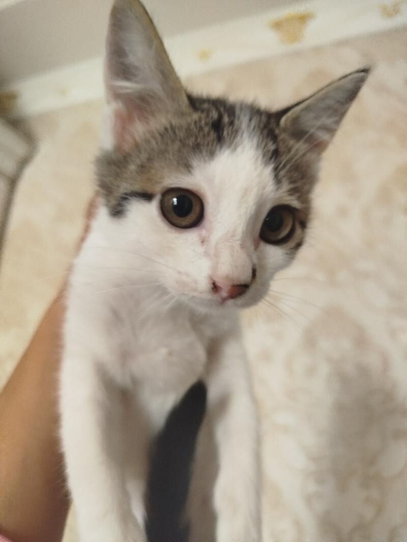 В самое доброе сердце - Aşgabat - img 4