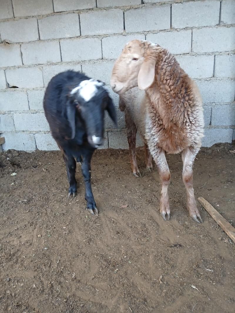 goyun - Köşi - img 4