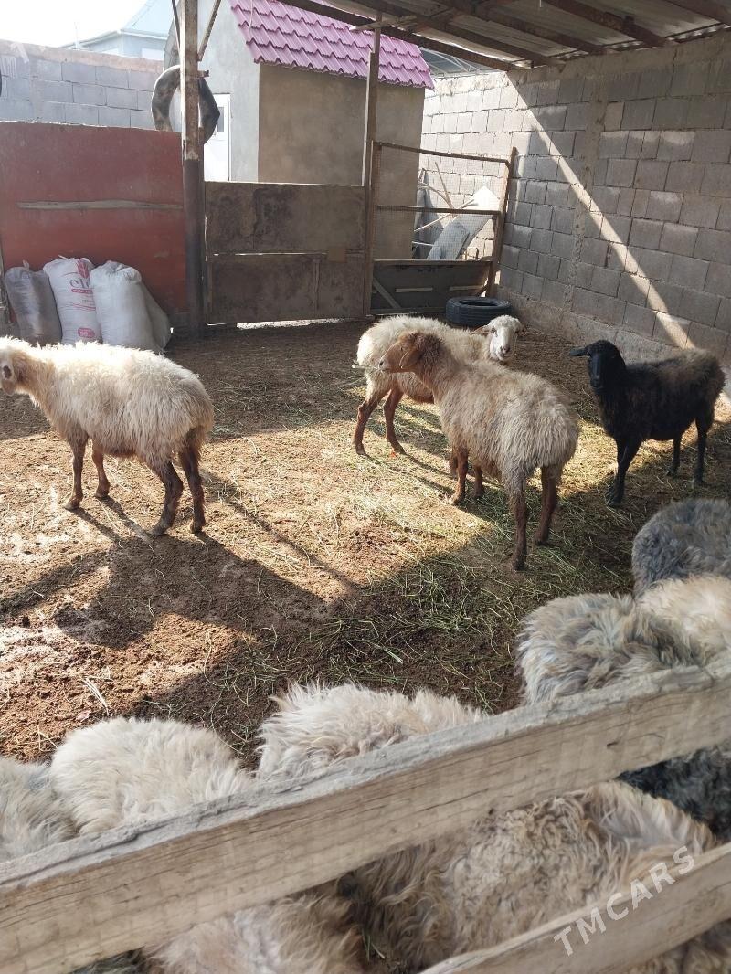 goÿun - Gökdepe - img 2