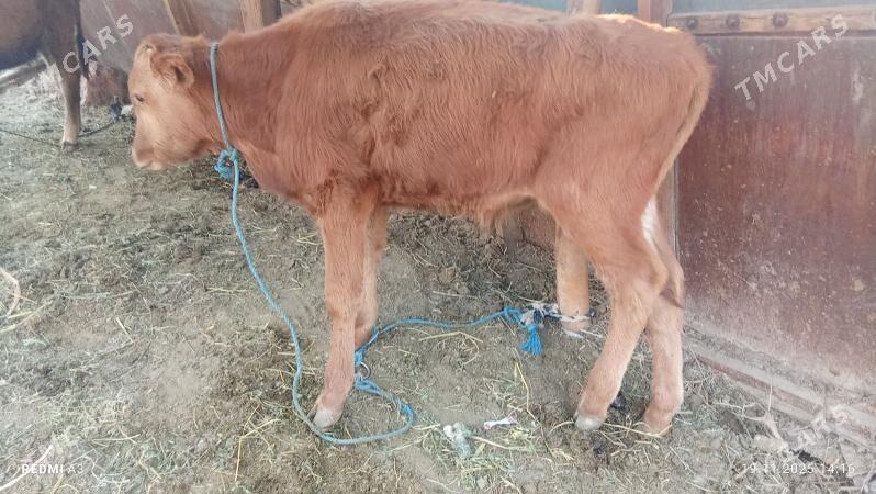 okuz  hem unajyn - Çärjew - img 7