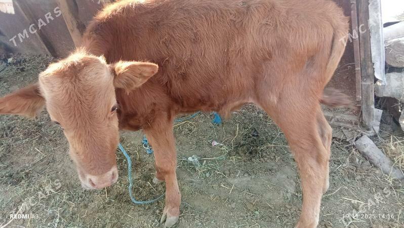 okuz  hem unajyn - Çärjew - img 8