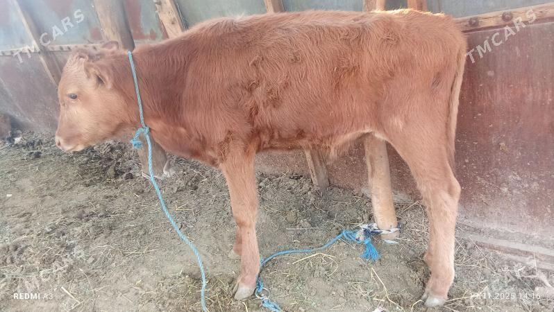 okuz  hem unajyn - Çärjew - img 6