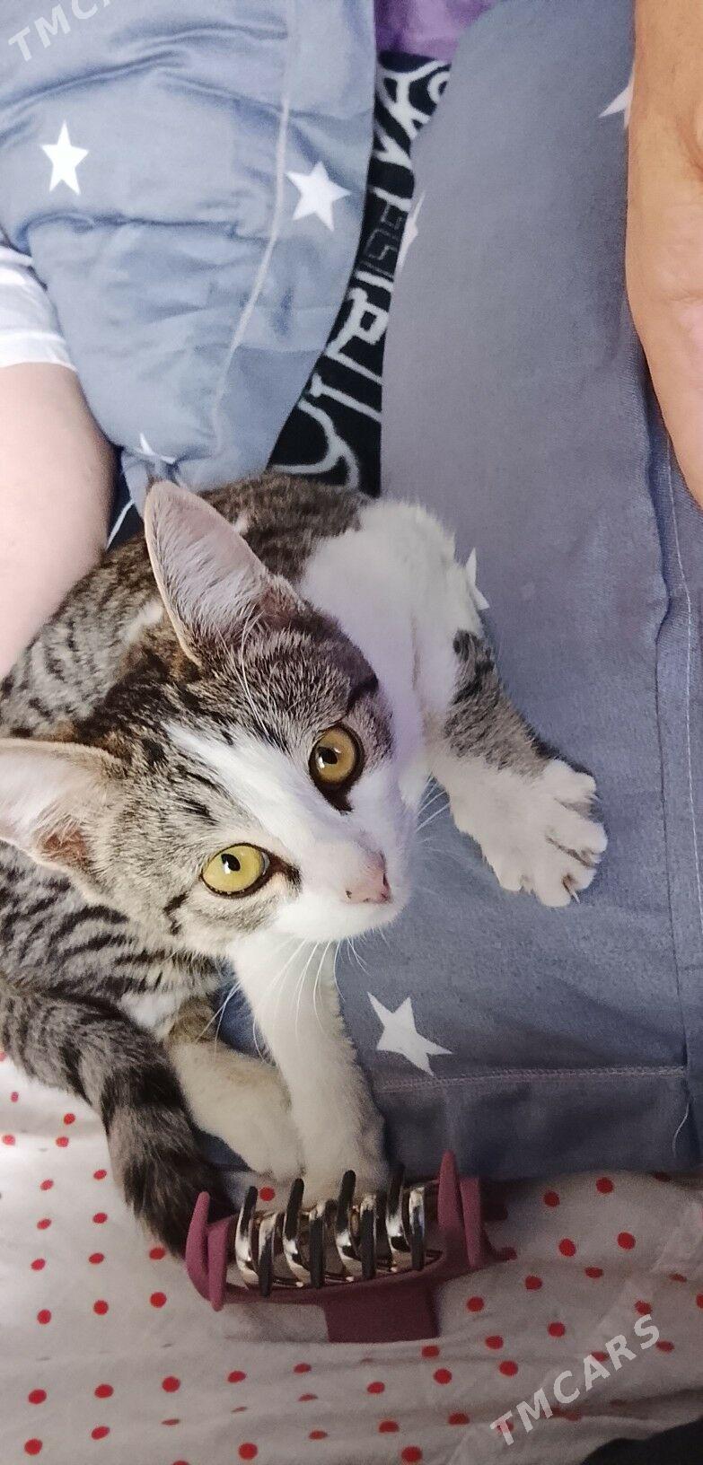 котёнок в добрые руки. - Aşgabat - img 1