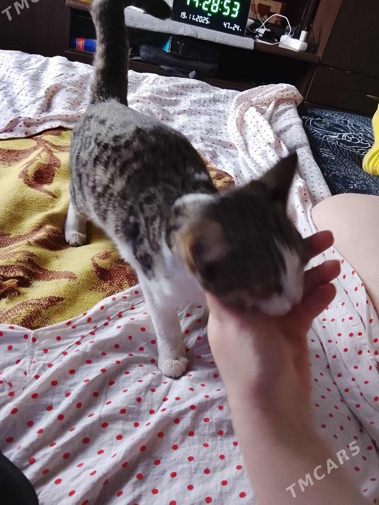 котёнок в добрые руки. - Aşgabat - img 2