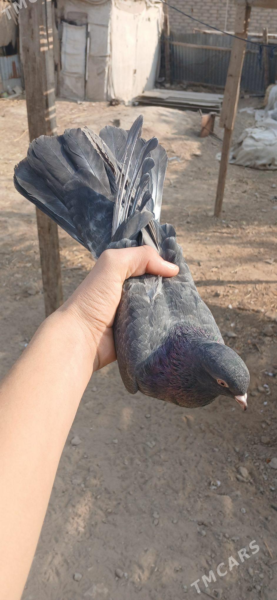 kepder - Mary - img 7