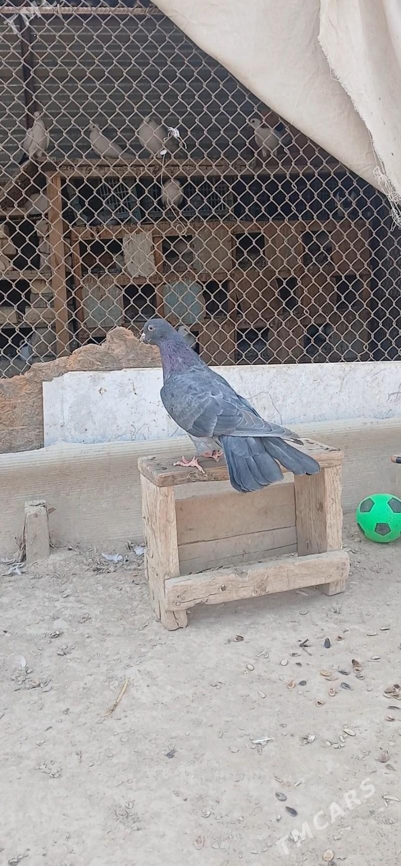 kepder - Mary - img 2