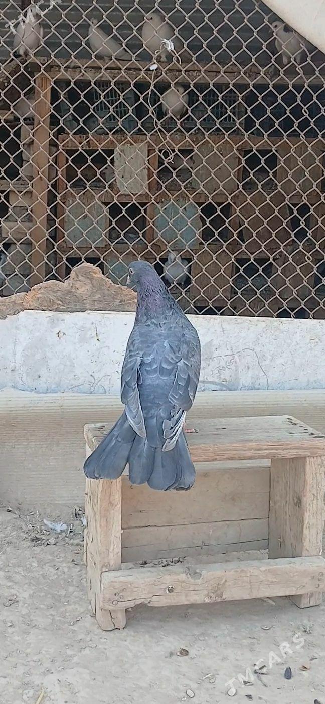 kepder - Mary - img 3