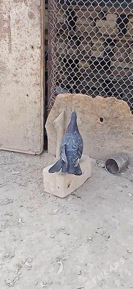 kepder - Mary - img 6