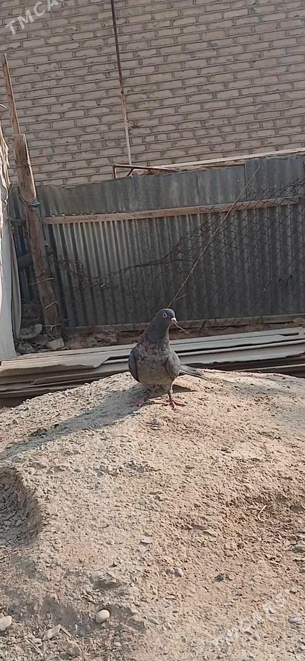 kepder - Mary - img 5