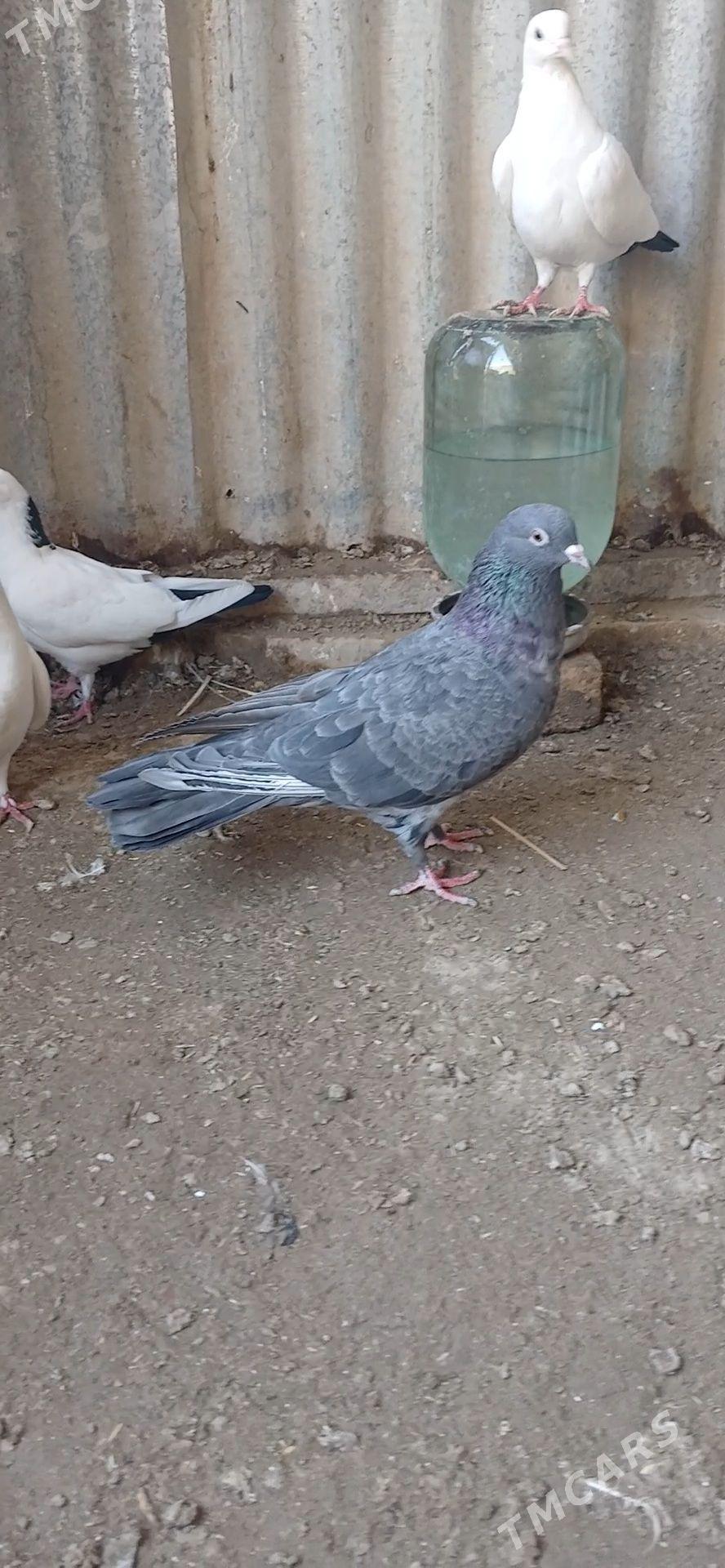 kepder - Mary - img 4