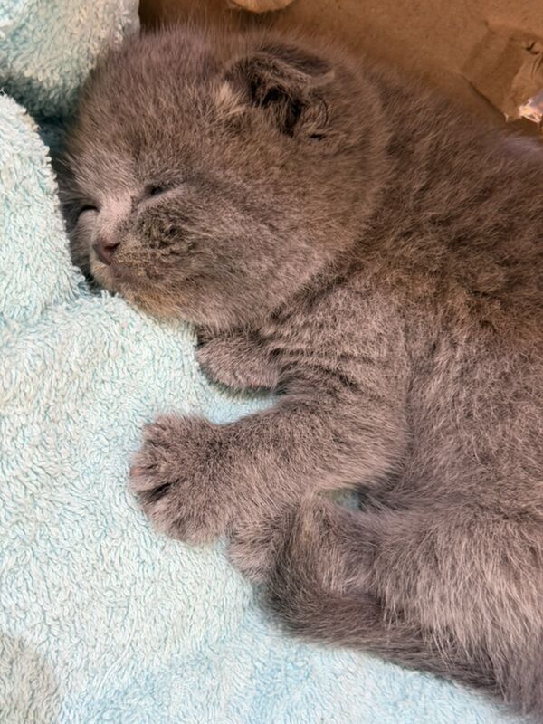 pisik - Гаудан "А" - img 2