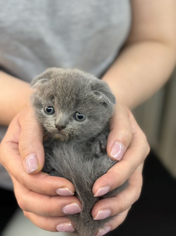 pisik - Гаудан "А" - img 4