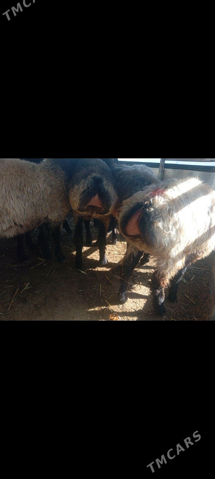 issek tokly goyun - Aşgabat - img 3