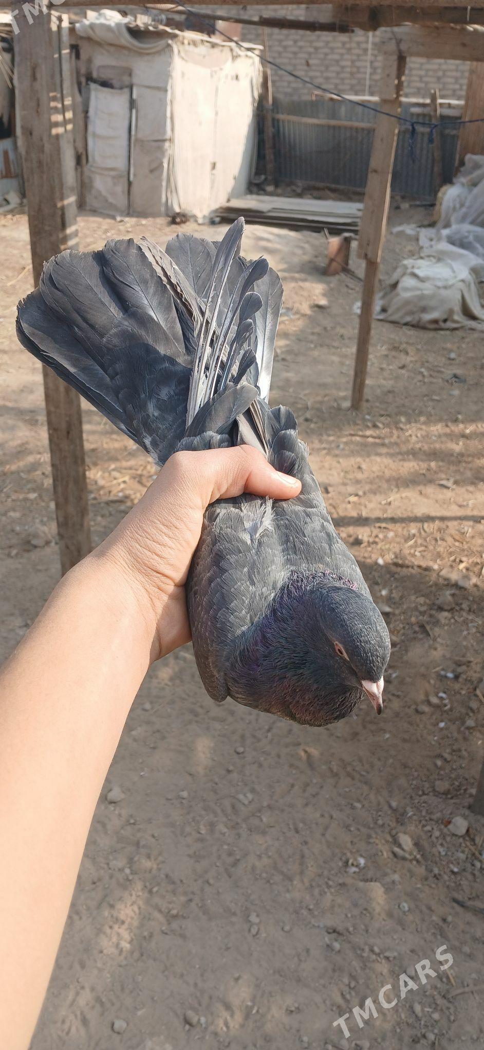 kepder - Mary - img 8