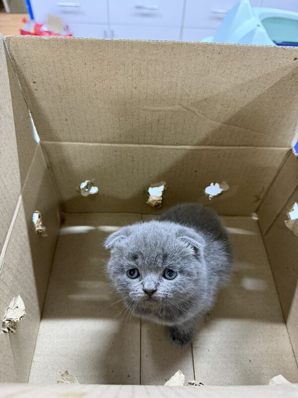 pisik - Гаудан "А" - img 3