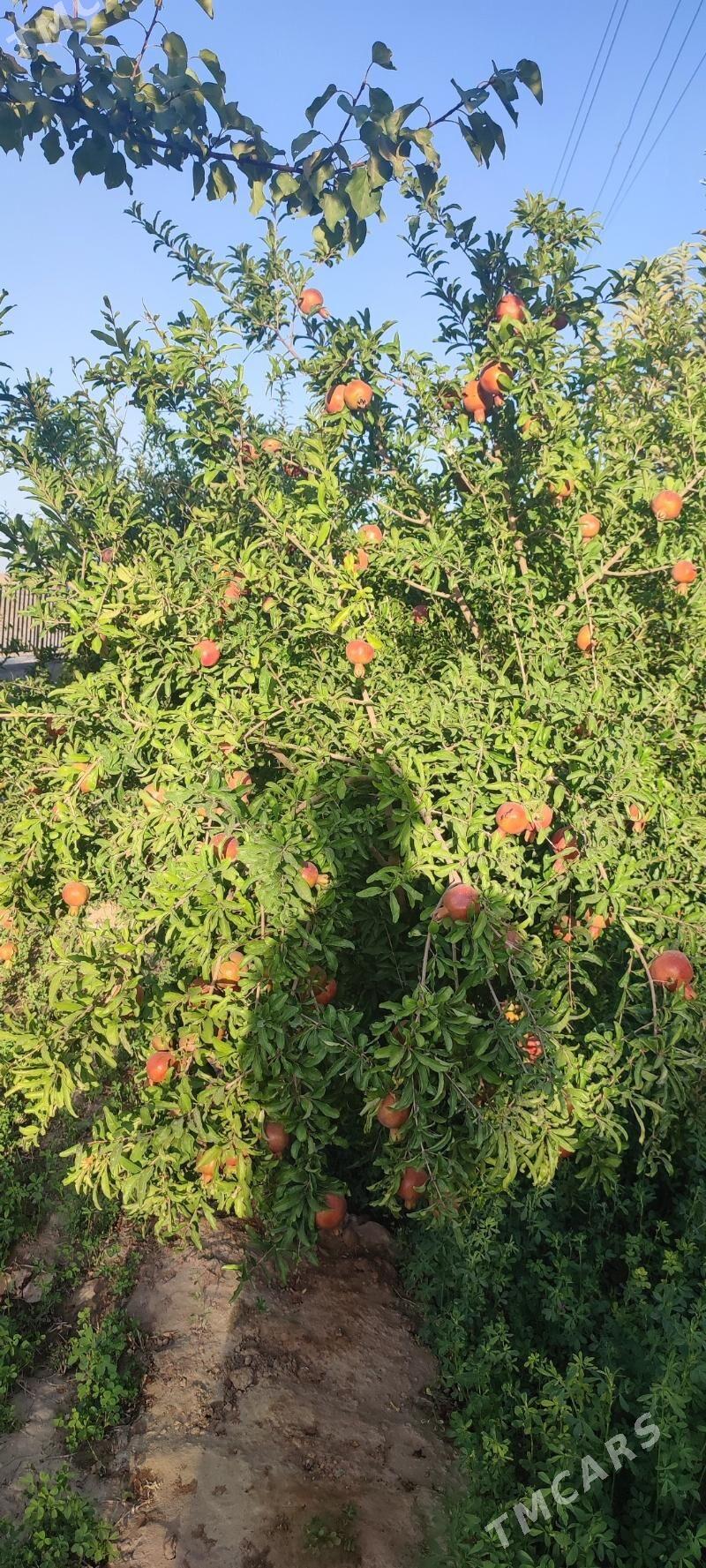 Änew plan - Änew - img 3