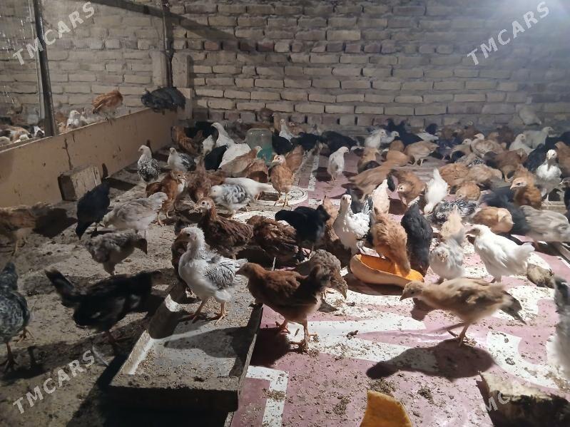 juyje - Теджен - img 4