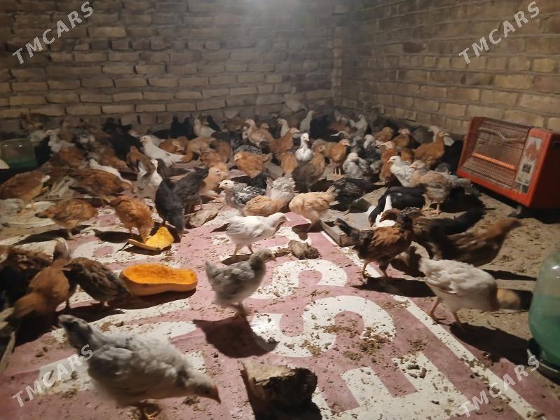 juyje - Теджен - img 5