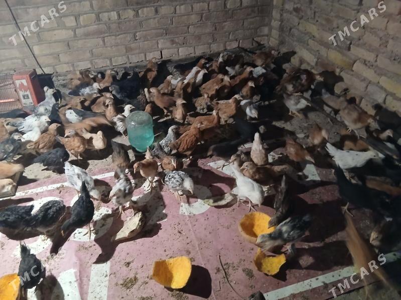 juyje - Теджен - img 2