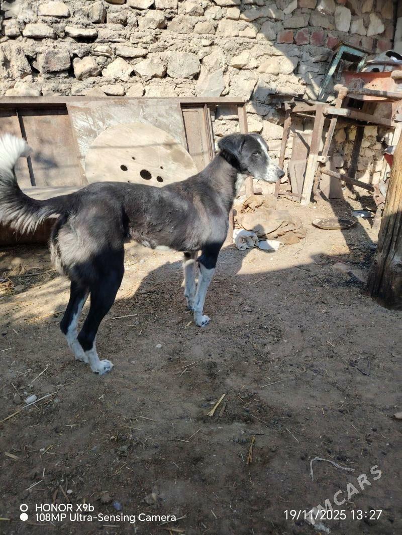 Awçy - Джебел - img 3