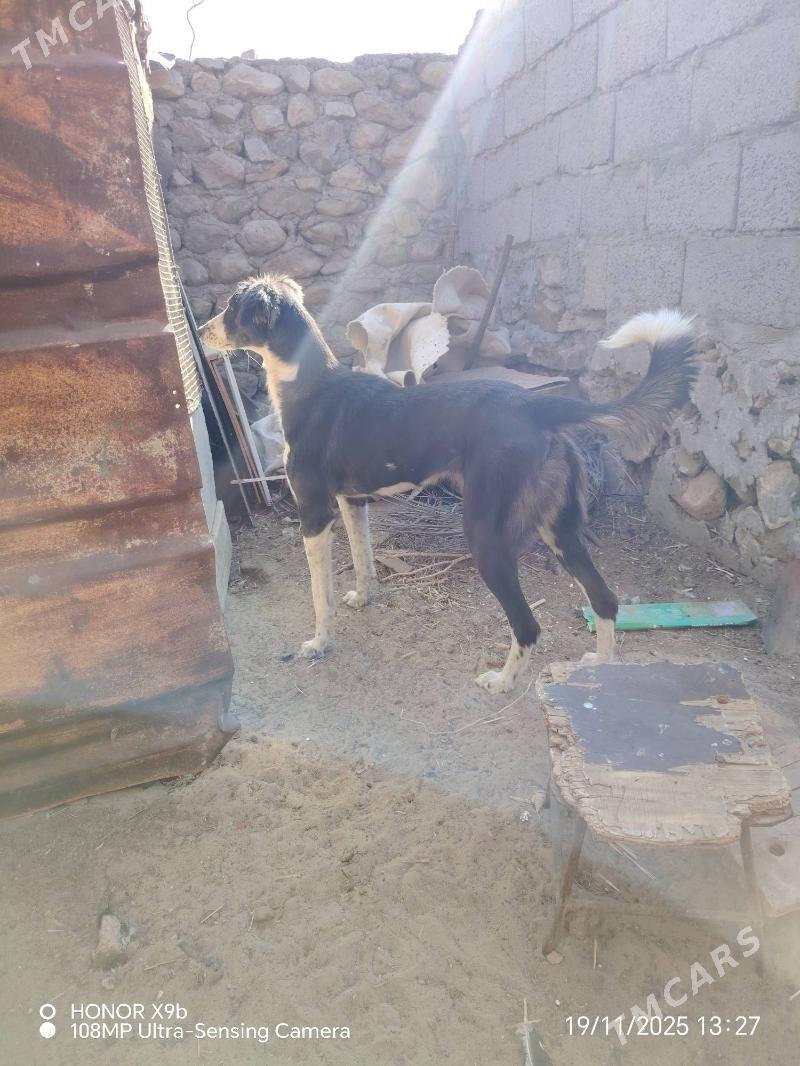 Awçy - Джебел - img 5