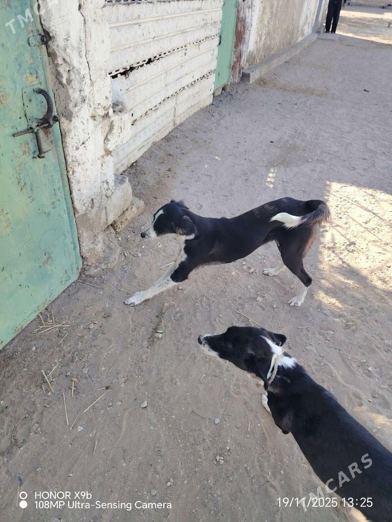 Awçy - Джебел - img 2