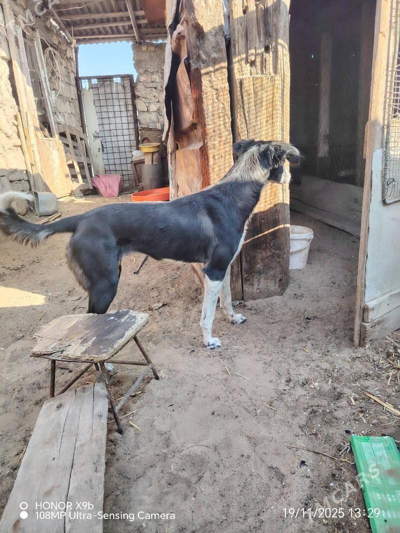 Awçy - Джебел - img 4