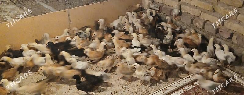 juyje - Теджен - img 6